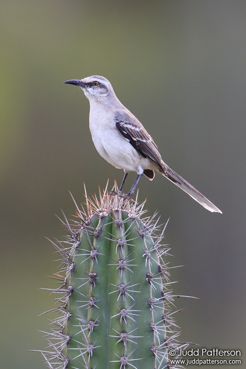 Tropical Mockingbird, Arikok National Park, Aruba